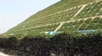 矿山边坡绿化做法和施工工艺的选择,必须收藏