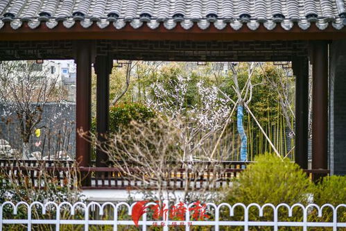 寻找济南最美春天 春花配古建 社区感受古典园林气息