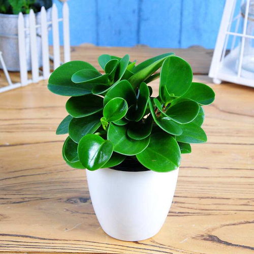 深圳盆景批发与园林绿化工程施工 打造自然生活空间