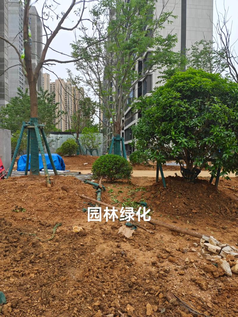 光谷中央公园园林绿化工程全面启动,打造城市生态新地标